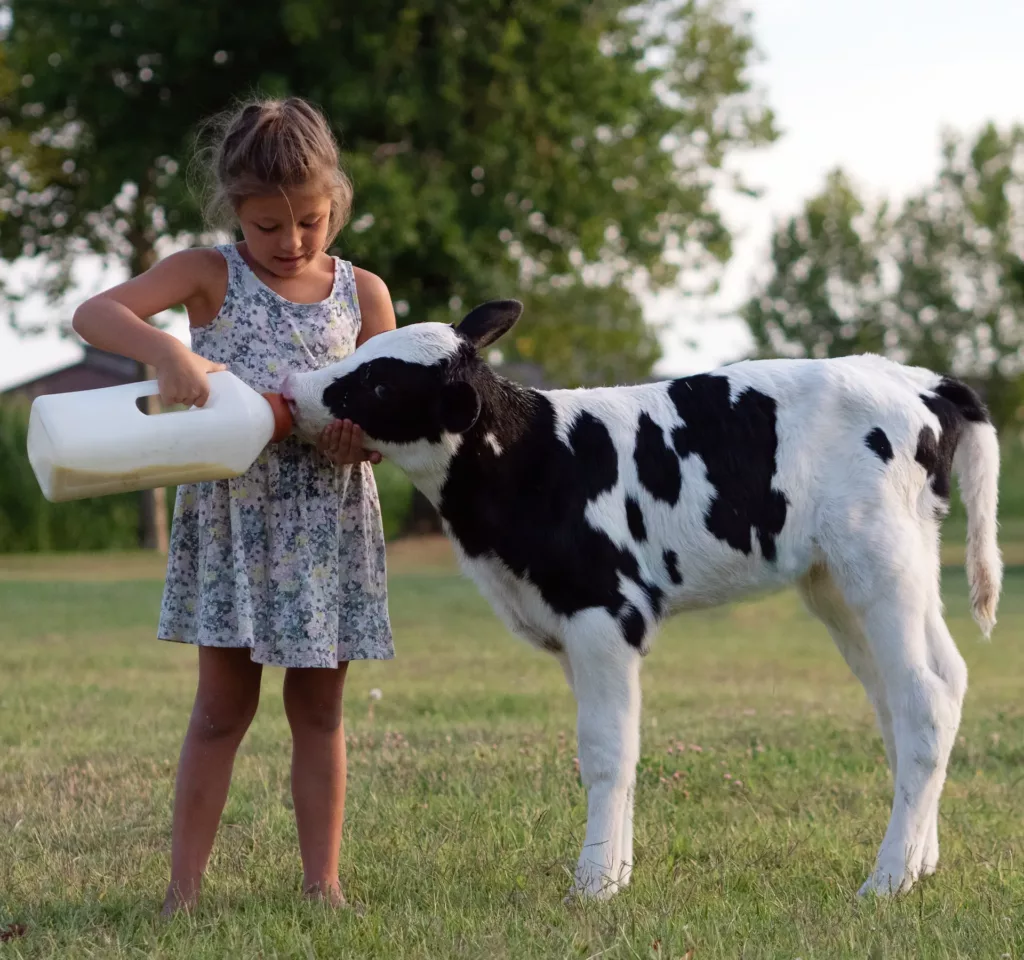Girl feeding baby cow with a bottle