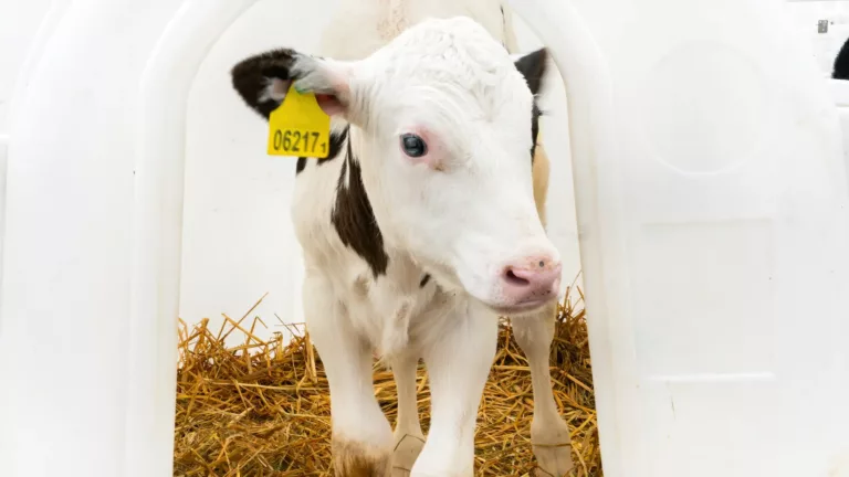 Breaking the Disease Cycle: Revolutionizing Dairy Calf Health with Milk Replacer