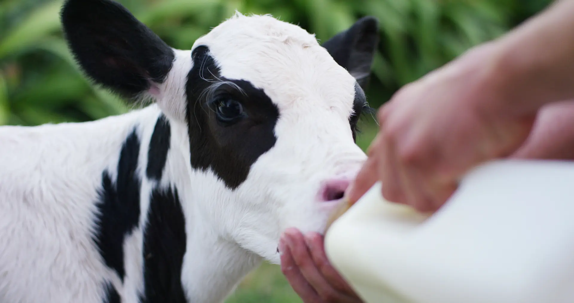 Calf feeding from bottle