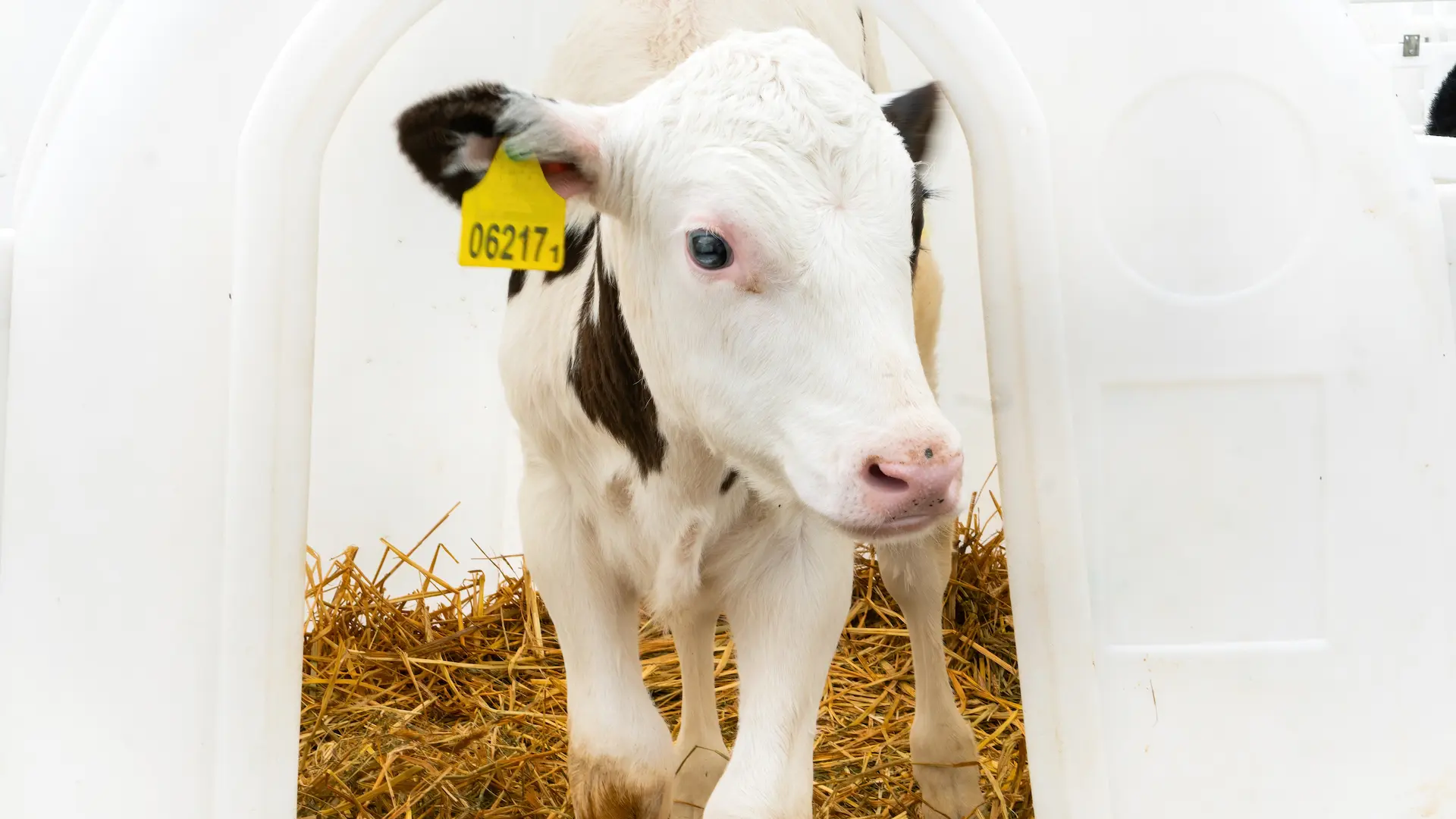 Holstein calf with ear tag close-up