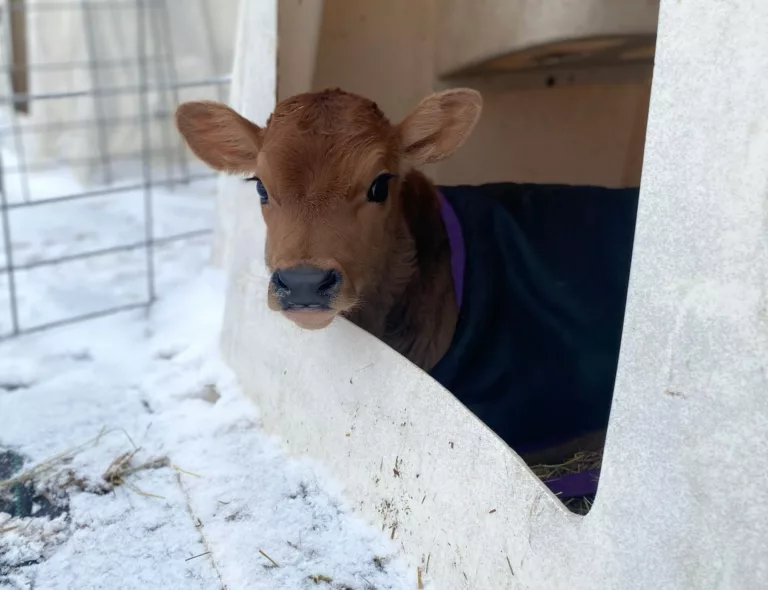 Managing Cold Stress in Calves