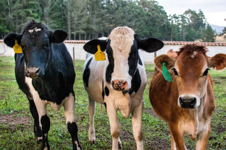 Group of healthy black and brown Holstein calves standing in a green pasture on a sunny day, facing the camera.