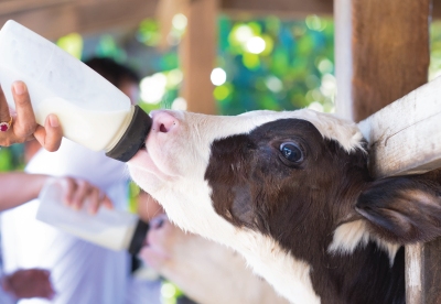 Calf drinking milk from a bottle